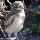 Baby owl
